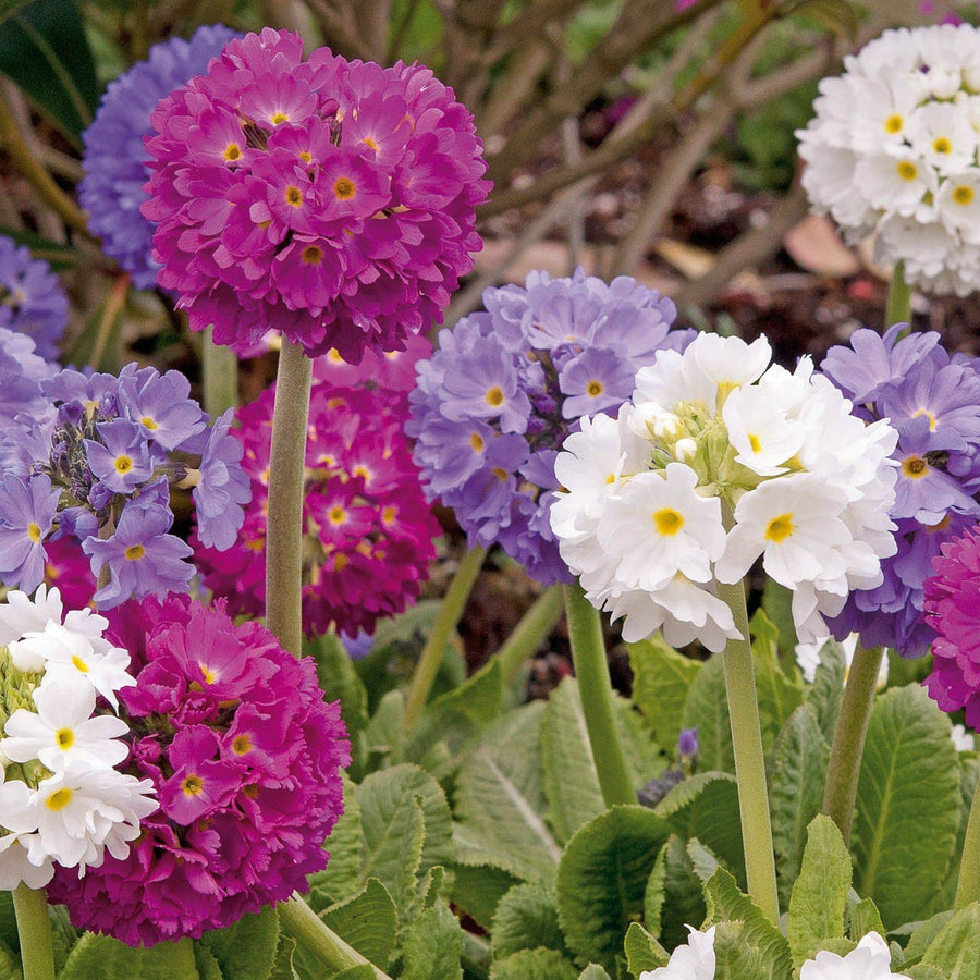 Drumstick Primula in 1L Pot Mixed Primula denticulata plants in full bloom with spherical clusters of white, purple, and magenta flowers rising above green foliage in a garden bed. 1