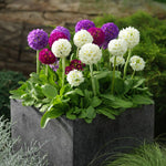 Drumstick Primula in 1L Pot Potted arrangement of Primula denticulata showcasing rounded heads of cream, purple, and magenta flowers set against leafy green rosettes. 1