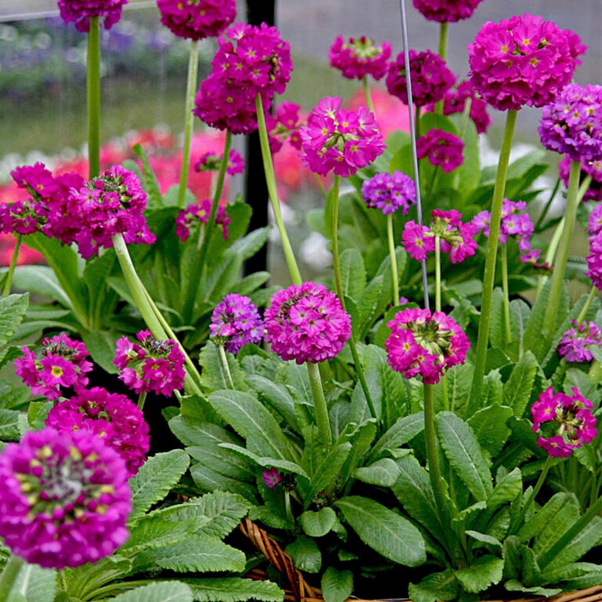 Drumstick Primula in 1L Pot Dense cluster of Primula denticulata with vibrant purple pink flowers forming round heads on long stems, surrounded by lush green leaves. 4