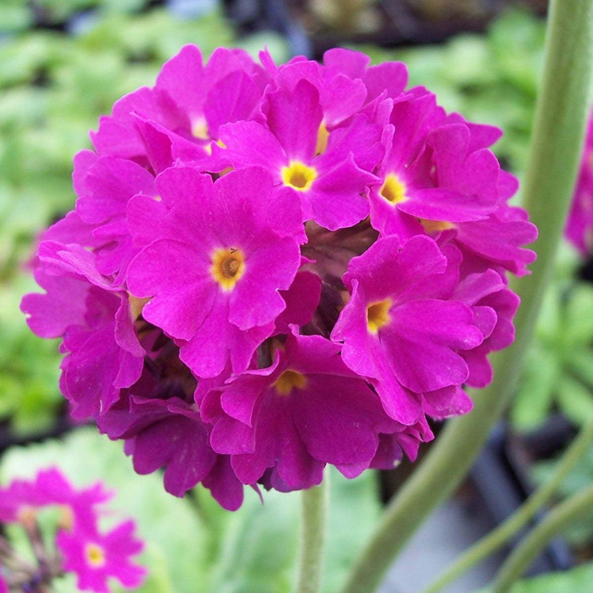 Drumstick Primula in 1L Pot Close up of a single magenta Primula denticulata flowerhead with small yellow centred blooms tightly packed in a globe like cluster. 3