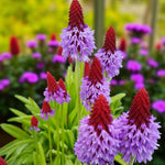 Poppy, Dicentra & Primula Bare Root Mix  4