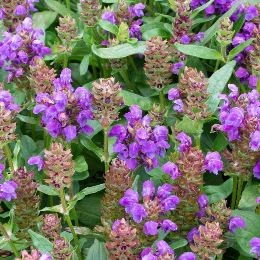 Prunella Grandiflora Violet in 1L Pot prunella grandiflora violet in 1l pot 1 Plant Image 1 1