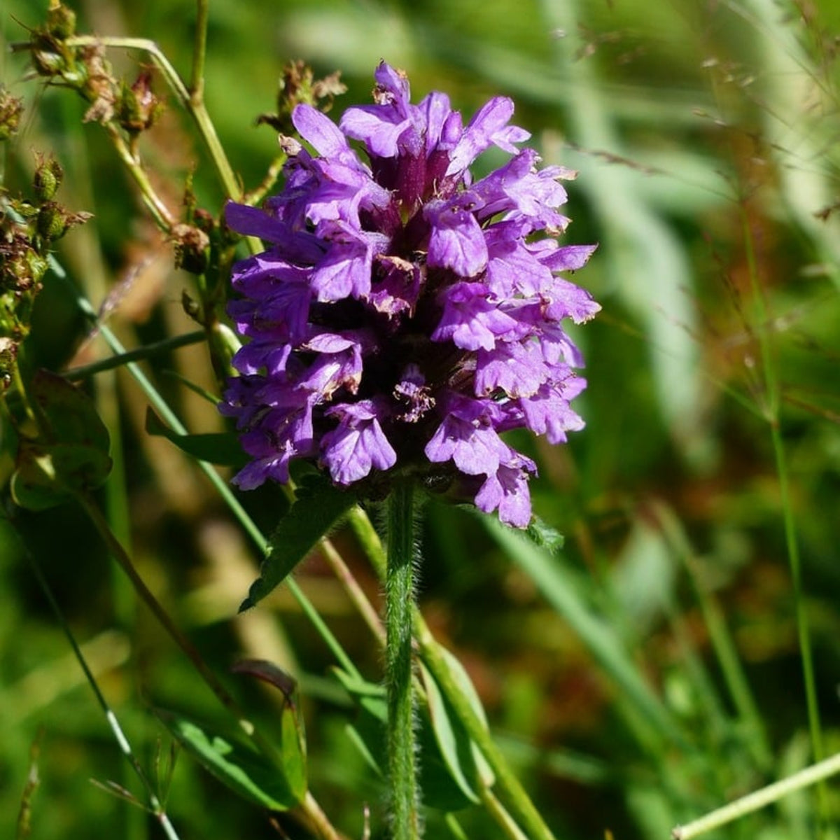 Prunella Grandiflora Violet in 1L Pot prunella grandiflora violet in 1l pot 2 Plants Image 2 2