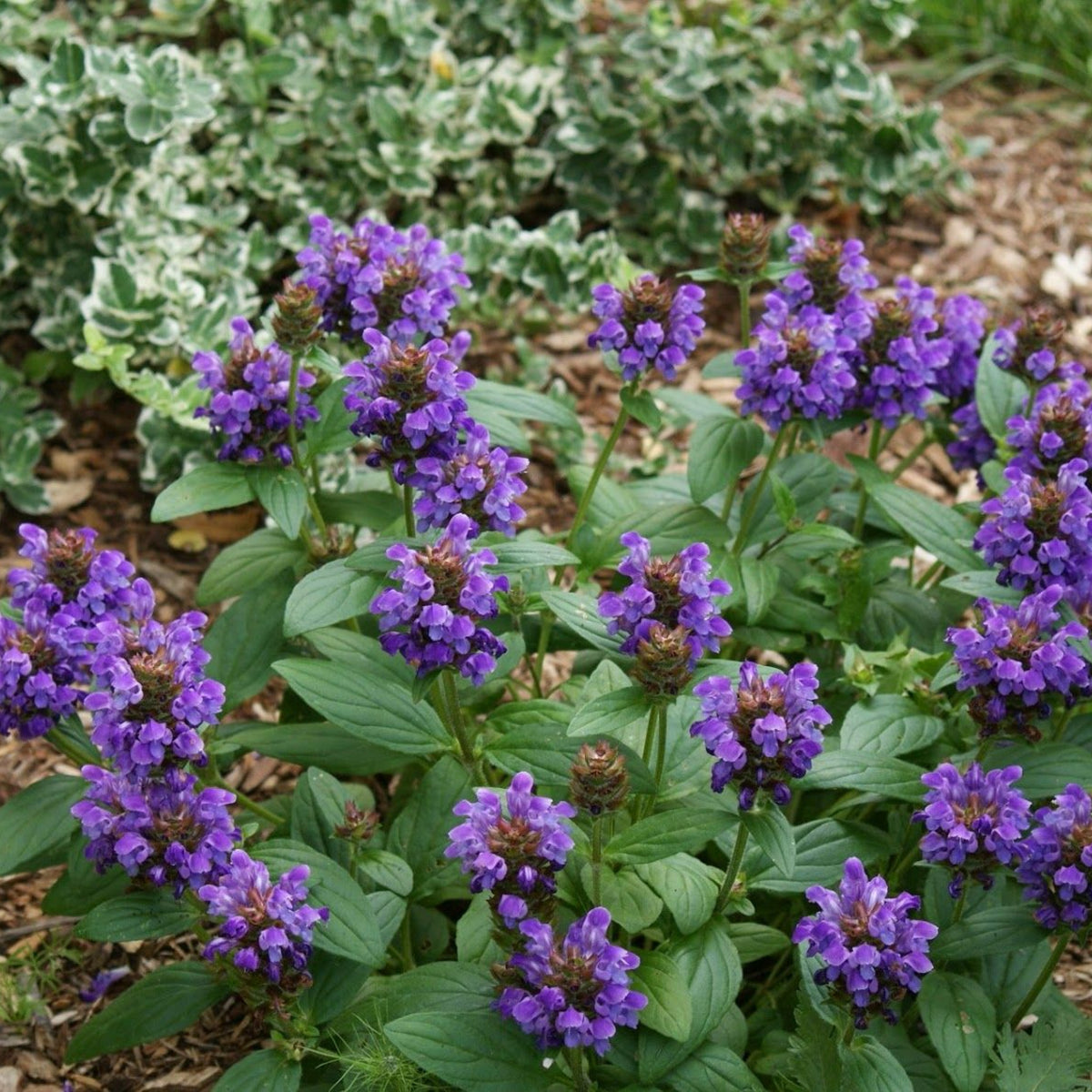 Prunella Grandiflora Violet in 1L Pot prunella grandiflora violet in 1l pot  Image 3 3