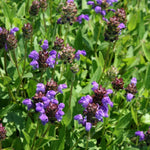 Prunella Grandiflora Violet in 1L Pot prunella grandiflora violet in 1l pot  Image 4 4