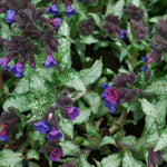 Pulmonaria Diana Clare Bare Root  3