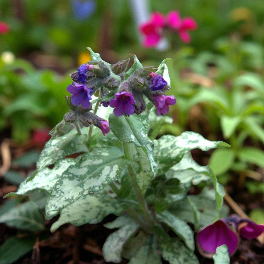 Helleborus, Pulmonaria & Aquilegia Bare Root Mix  3