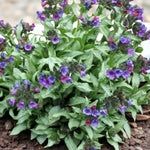 Pulmonaria Diana Clare Bare Root  2