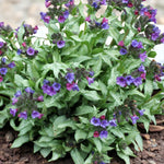 Sidalcea, Pulmonaria & Helleborus Bare Root Mix  3