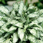 Pulmonaria Diana Clare Bare Root  4