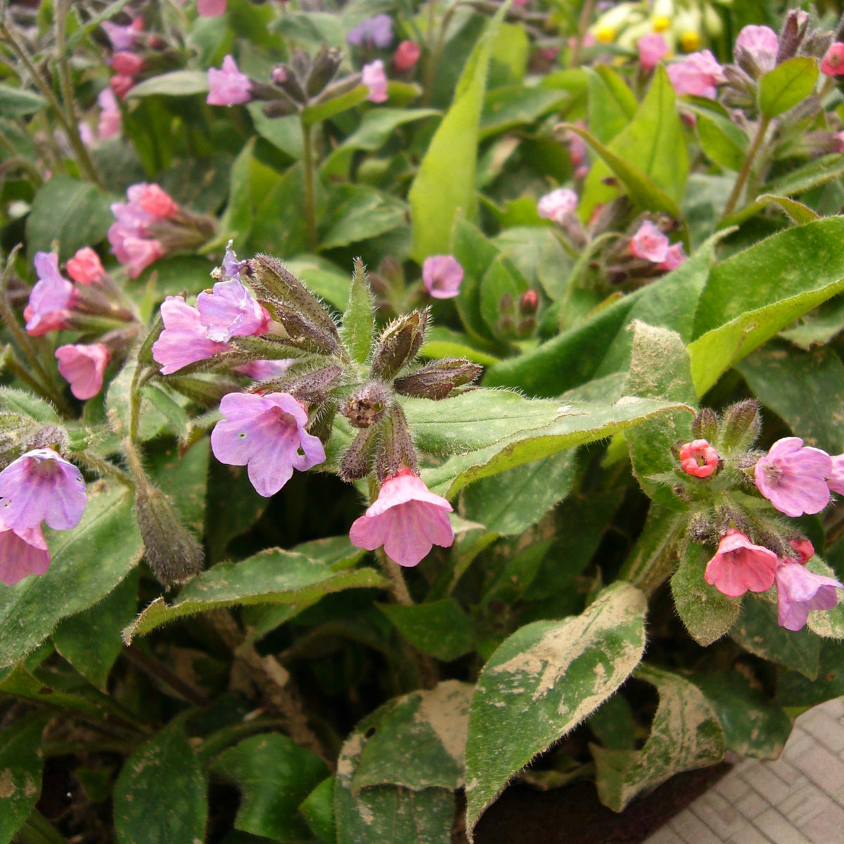 Pulmonaria Dora Bielefeld Bare Root  1