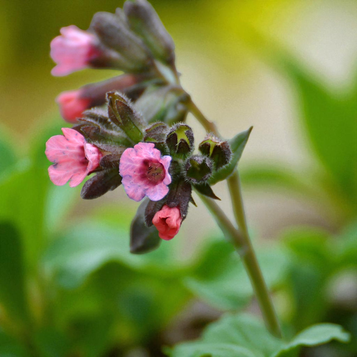 Pulmonaria Dora Bielefeld Bare Root  2