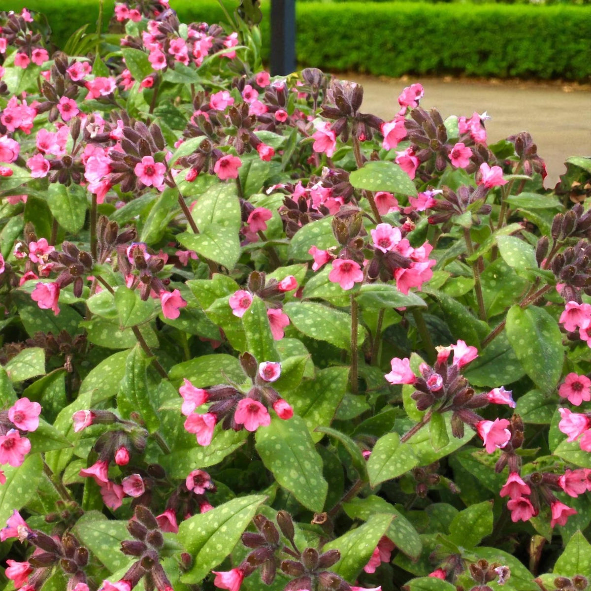 Pulmonaria Dora Bielefeld Bare Root  3
