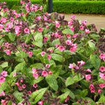 Pulmonaria Dora Bielefeld Bare Root  3