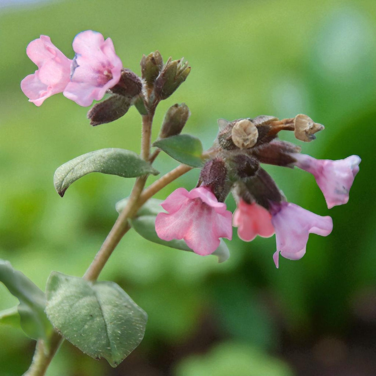 Pulmonaria Dora Bielefeld Bare Root  4