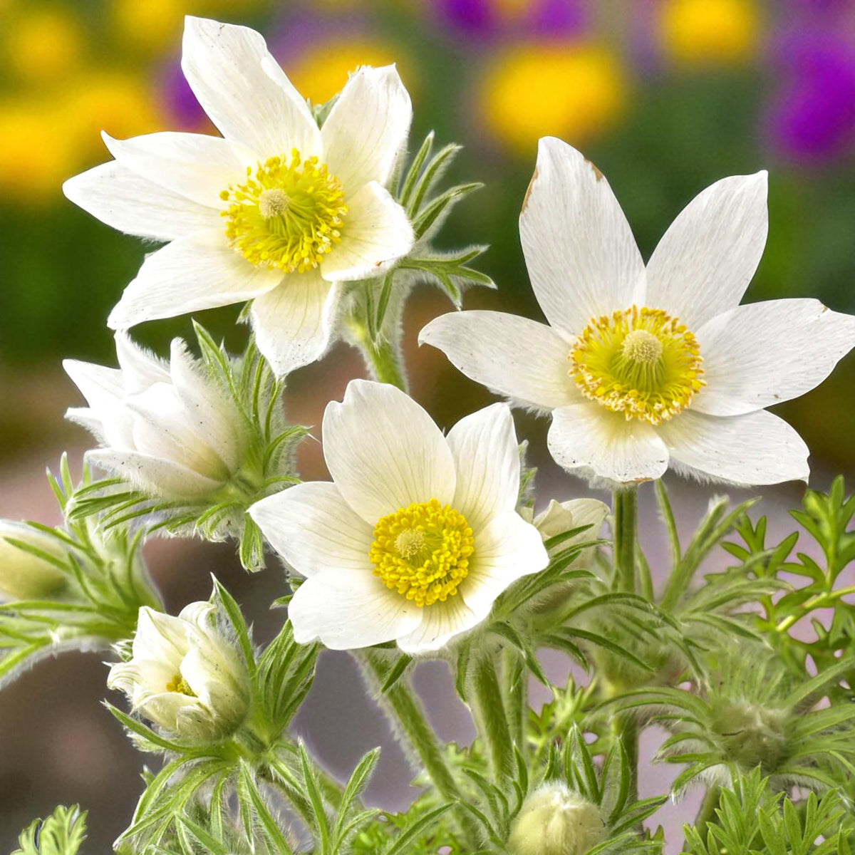Pulsatilla Alba Bare Root  1