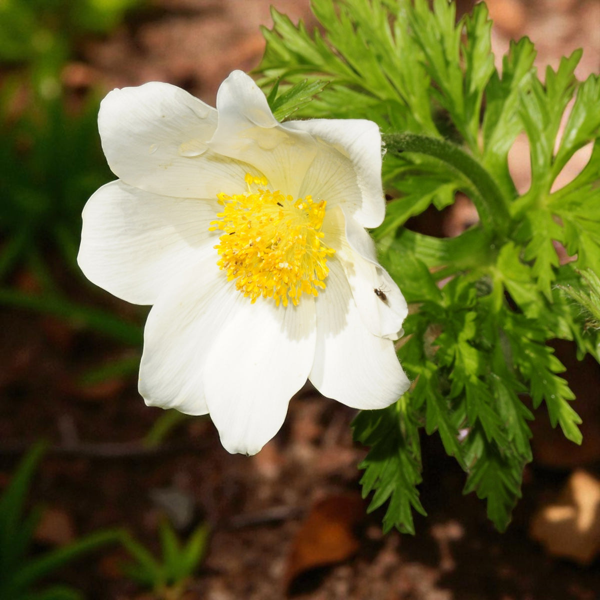 Pulsatilla Alba Bare Root  2