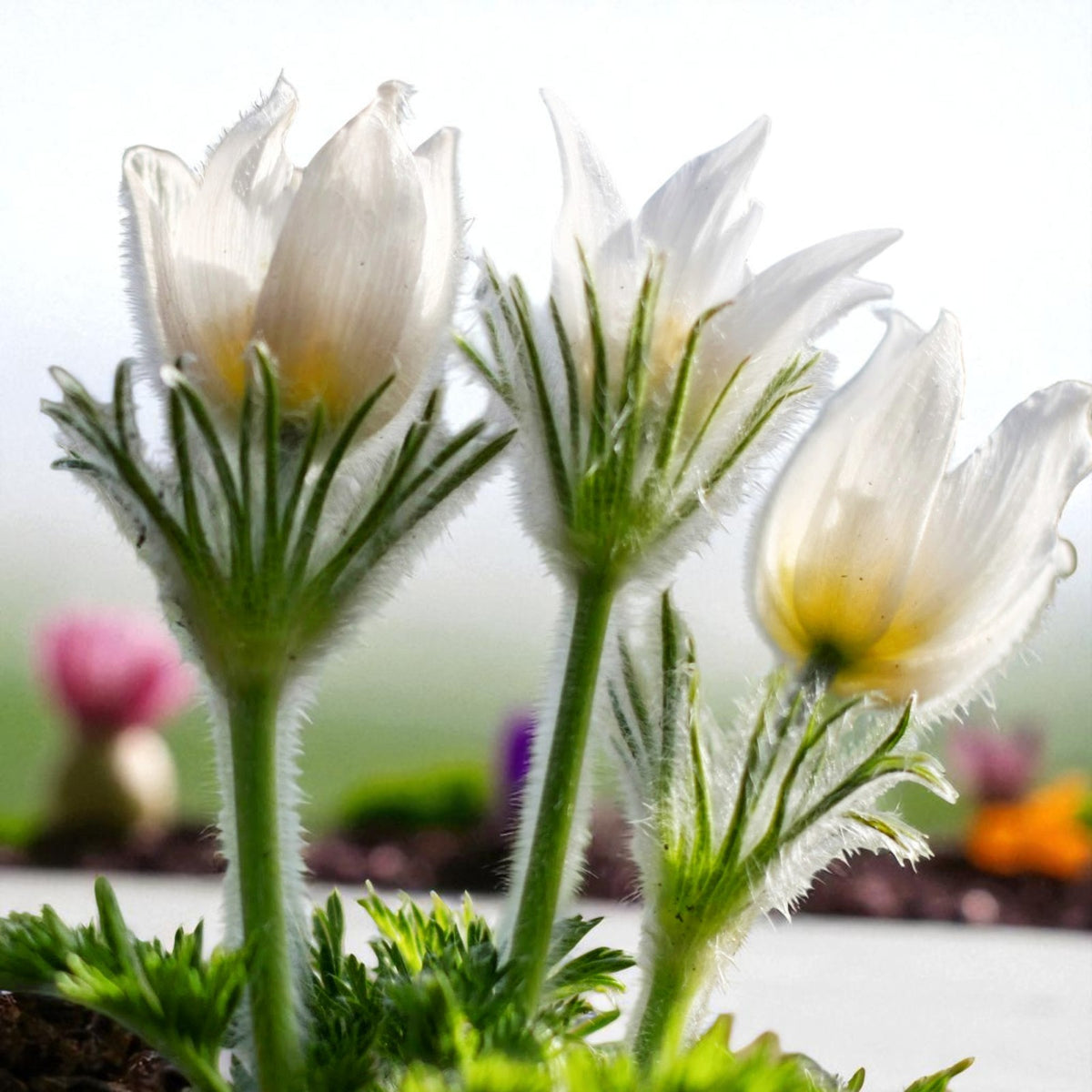 Pulsatilla Bare Root