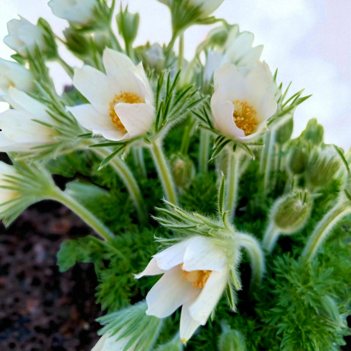 Pulsatilla Bare Root