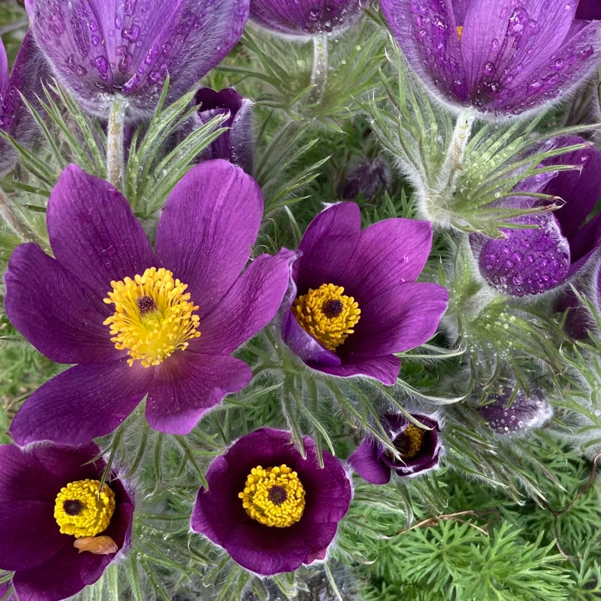 Pulsatilla Vulgaris Bare Root  1