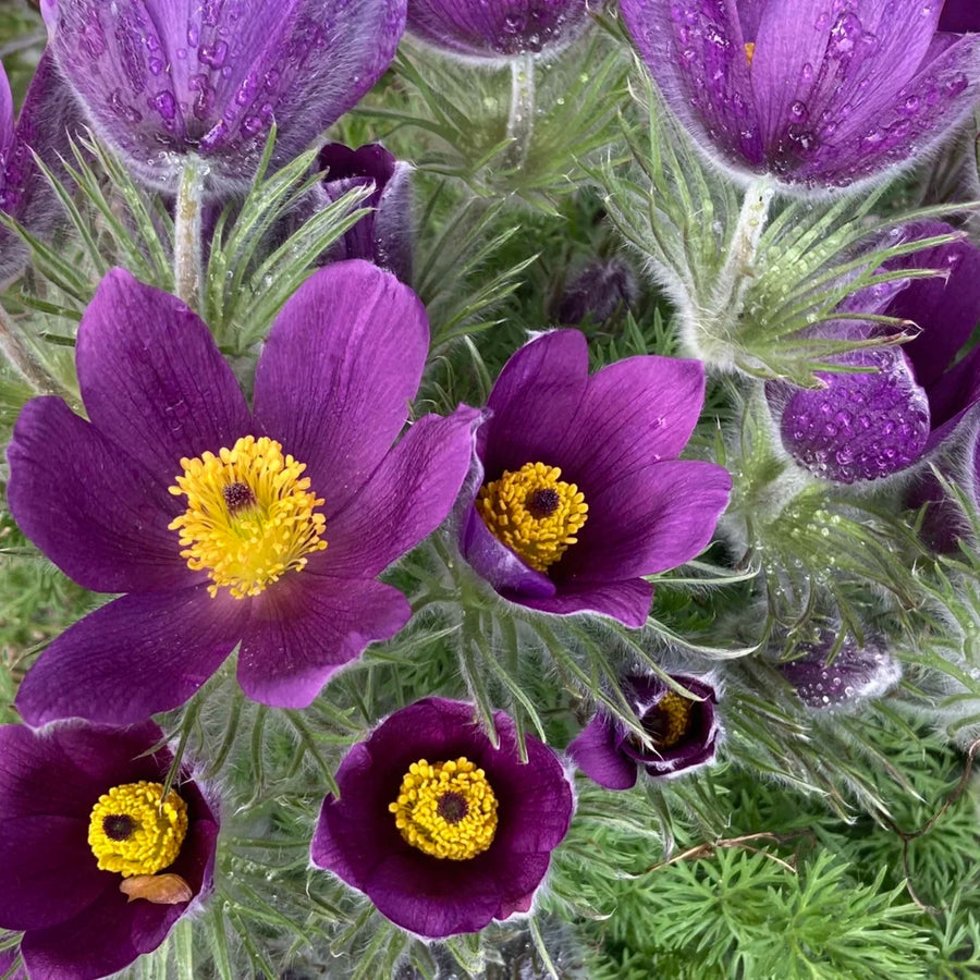Pulsatilla Bare Root  7