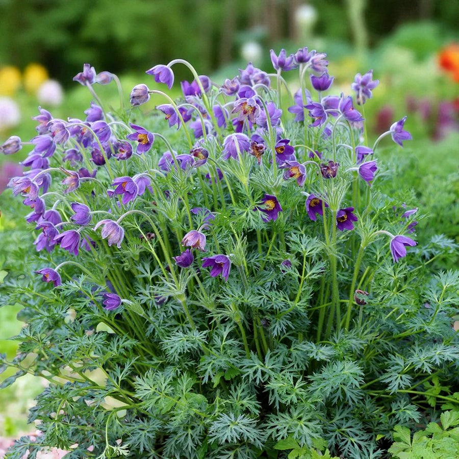 Pulsatilla Bare Root  8
