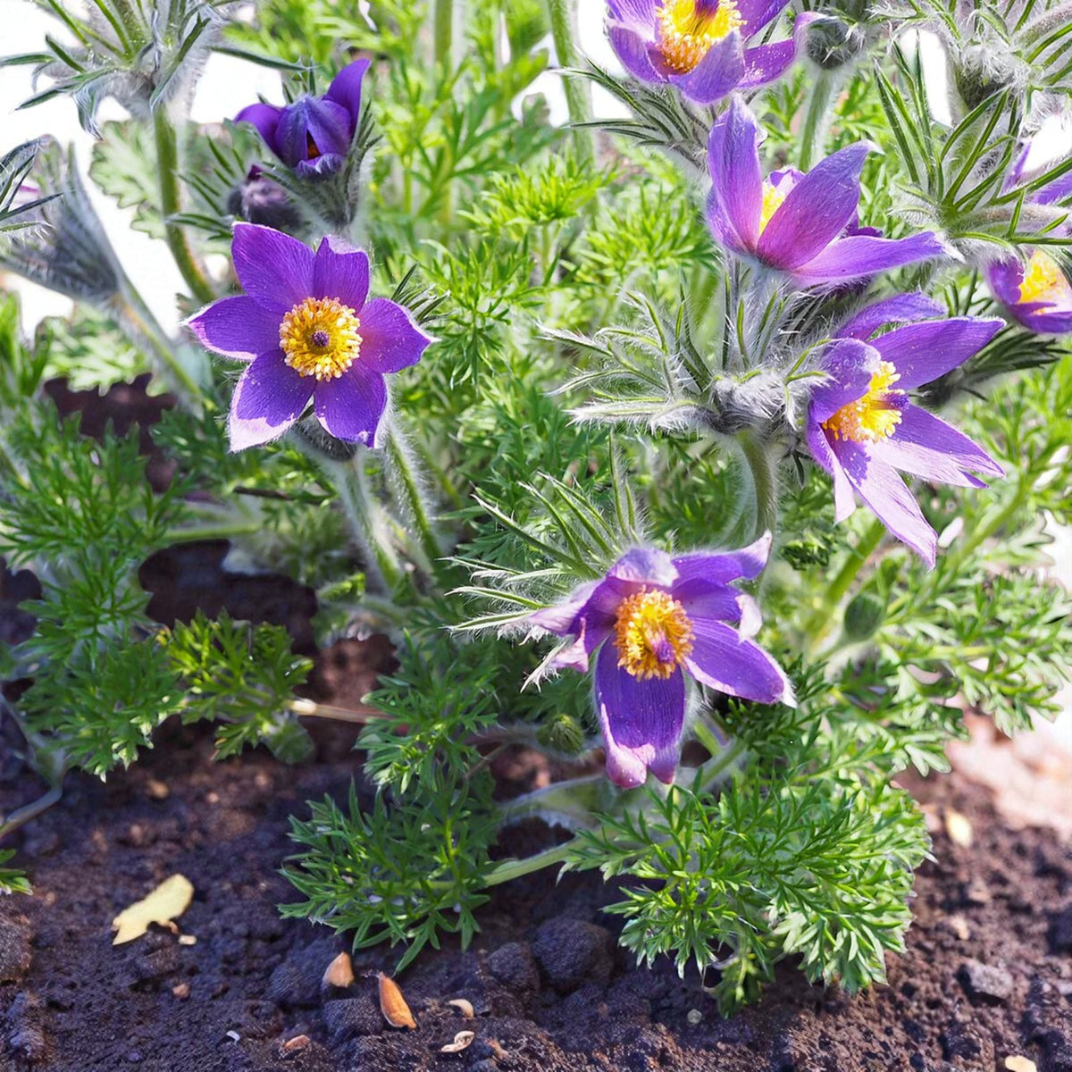 Pulsatilla Vulgaris Bare Root  3