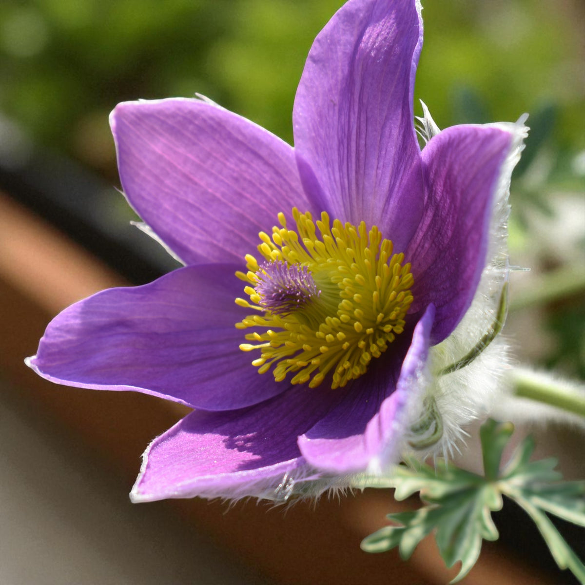 Pulsatilla Vulgaris Bare Root  2