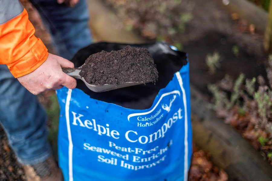 'Kelpie Compost' Peat Free Seaweed Enriched Compost (40L Bag) PW_Caledonian-Horticulture_151220_205 3
