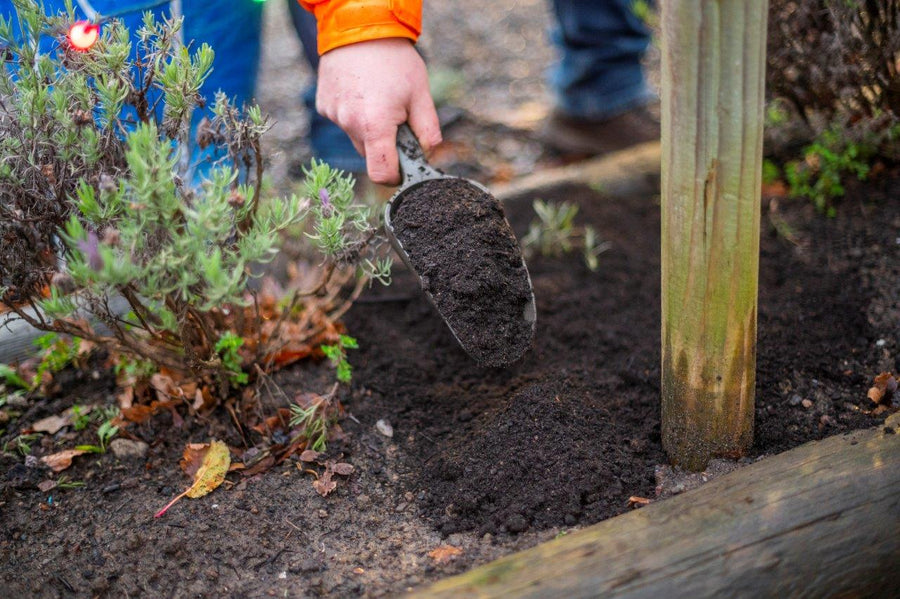 'Kelpie Compost' Peat Free Seaweed Enriched Compost (40L Bag) PW_Caledonian-Horticulture_151220_208 4