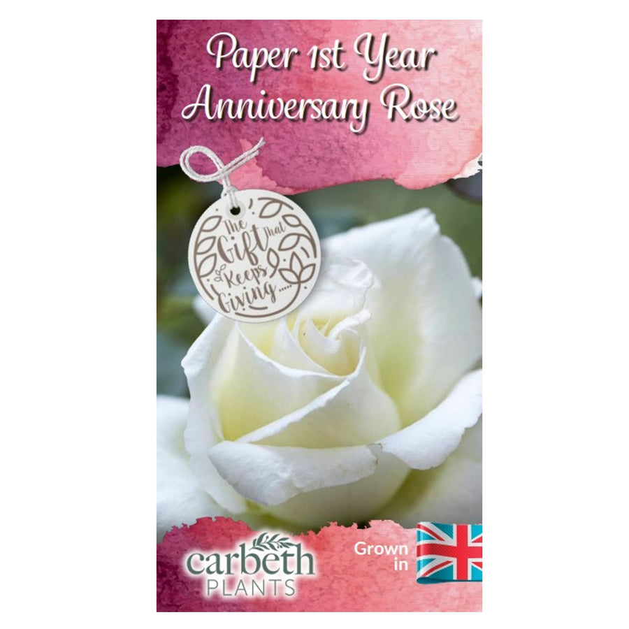 Paper 1st Wedding Anniversary Rose Bush Gift Wrapped  3