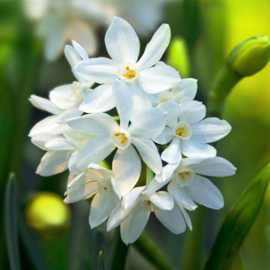 Narcissus Paperwhite Bulbs - White Daffodils Narcissus Paperwhite Bulbs - White Daffodils image1 1