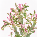Senecio Articulatus Variegata 'Candle' Indoor Plant  2