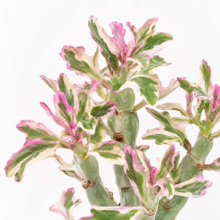 Senecio Articulatus Variegata 'Candle' Indoor Plant  2