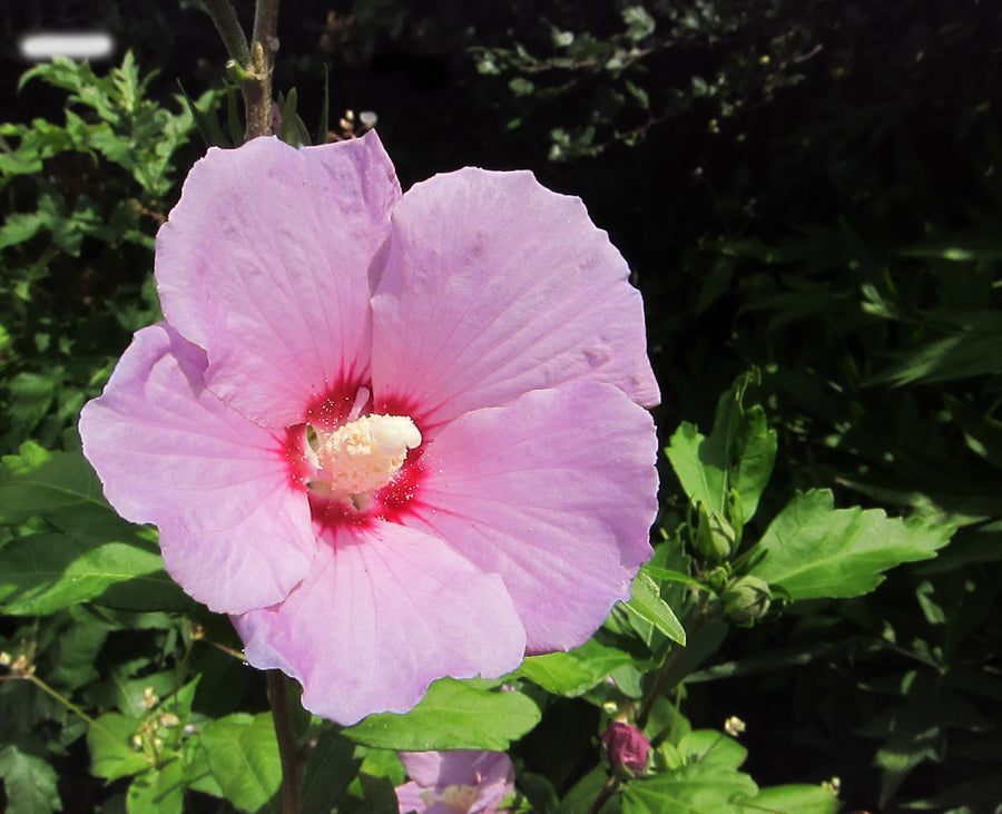 Hibiscus syriacus 'Rose of Sharon'  5
