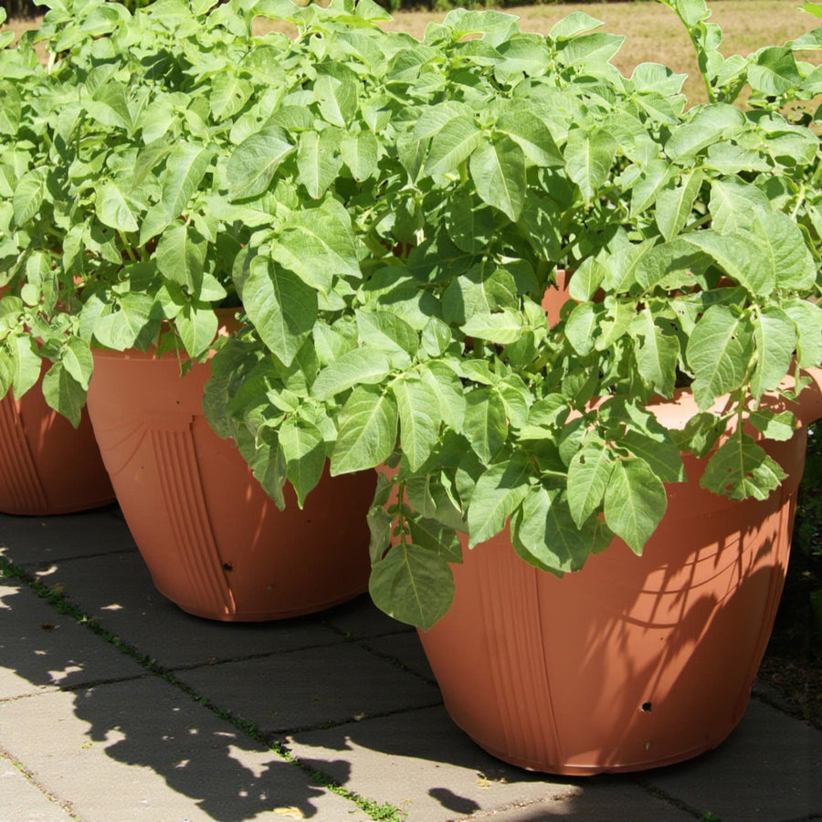 Patio Potato Plant  3