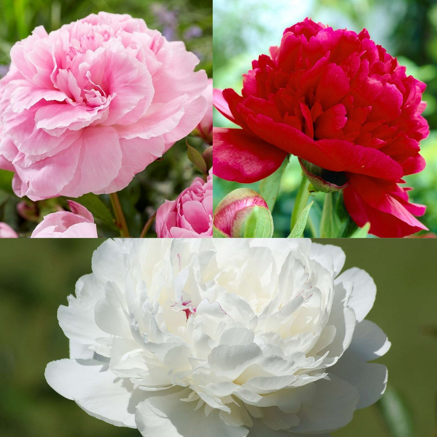 Paeonia lactiflora hybrids - (Chinese Peony) Pe 1