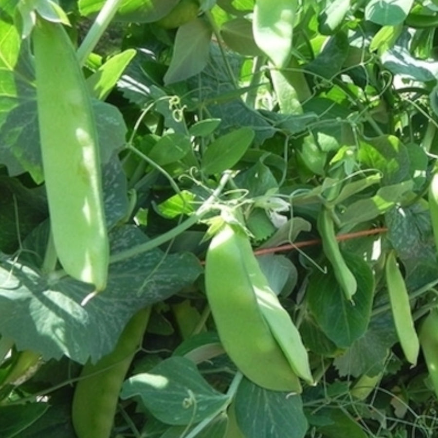 Pea Oregon Sugar Pod Plant  4