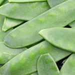 Pea Oregon Sugar Pod Plant  3
