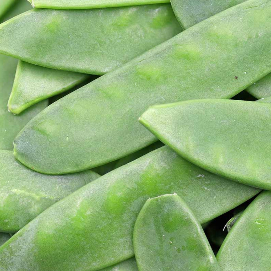 Pea Oregon Sugar Pod Plant  3