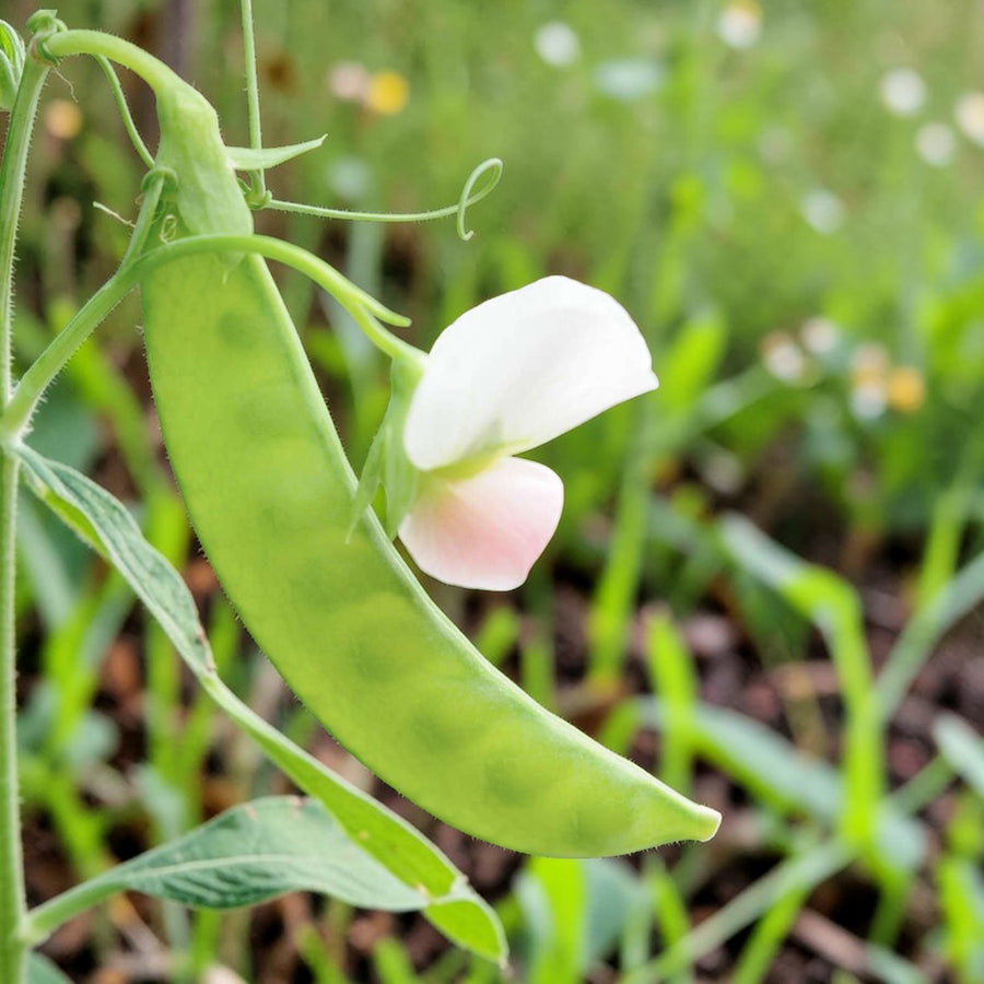 Pea Oregon Sugar Pod Plant  2