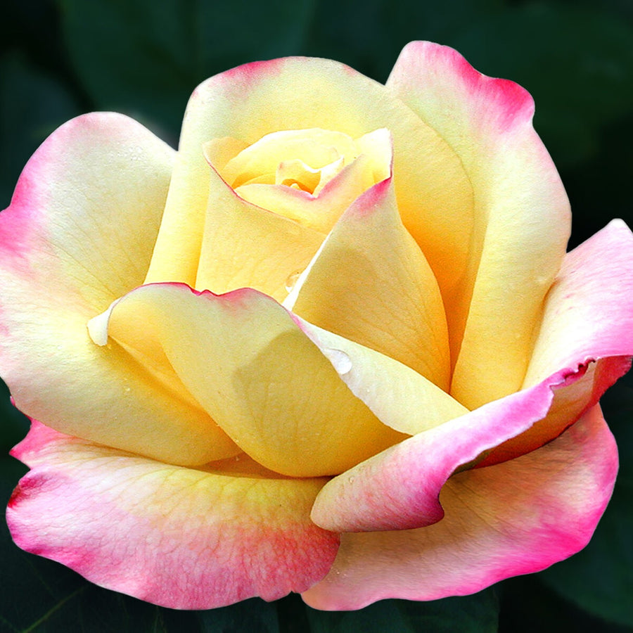 Rose Bush 'Peace' Peace-2-1536x1195 2