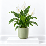 Peace Lily Plant  1