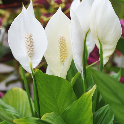 Spathiphyllum Peace Lily