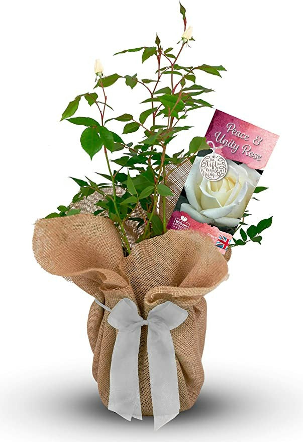 Peace and Unity Rose Bush Gift Wrapped Peace and Unity Rose Bush Gift Wrapped image1 1