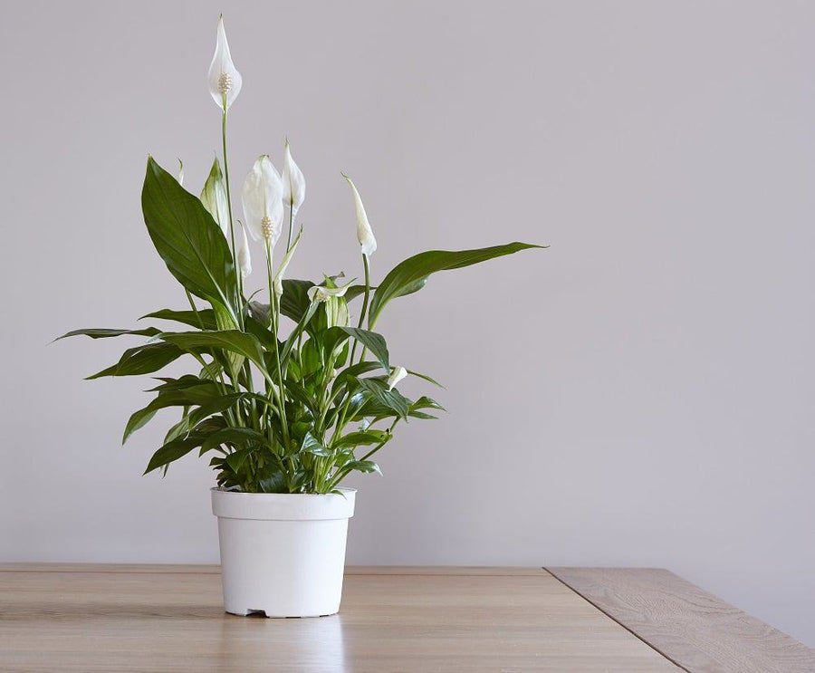 Air Purifying Indoor Mix Peace-lily-care-indoor 2