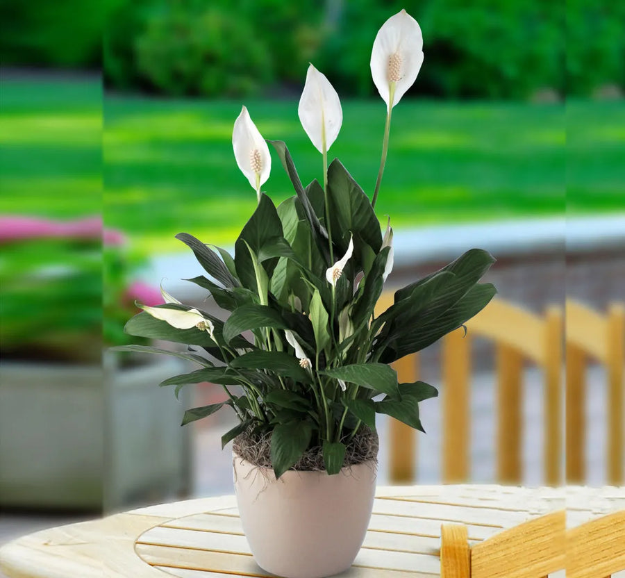 Spathiphyllum Peace Lily 'Alana' Peace-lily 4