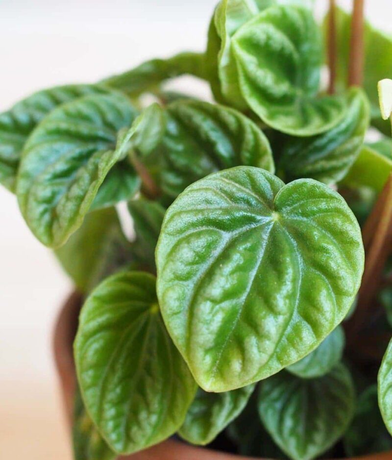 Peperomia caperata 'Lilian' Peperomia caperata 'Lilian' image2 1