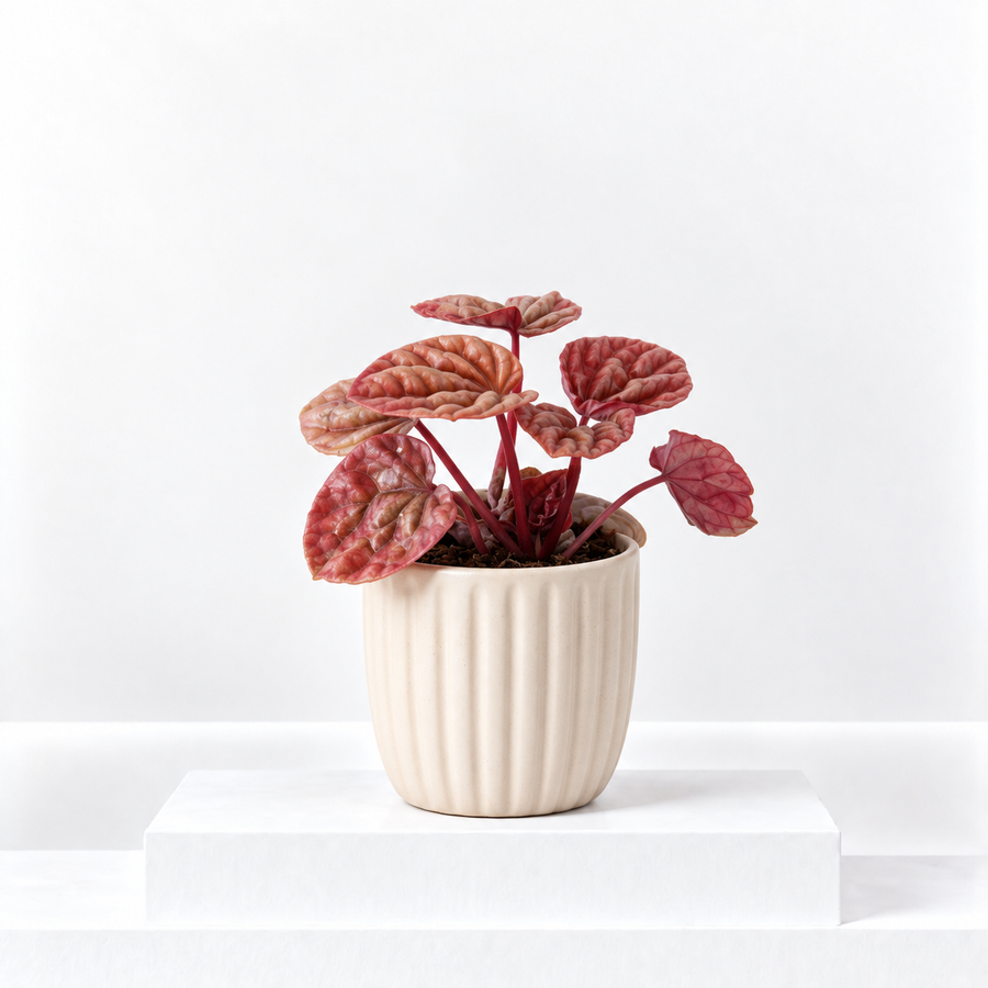 Peperomia caperata Quito  1