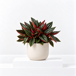 Peperomia Caperata Roja Grande  1